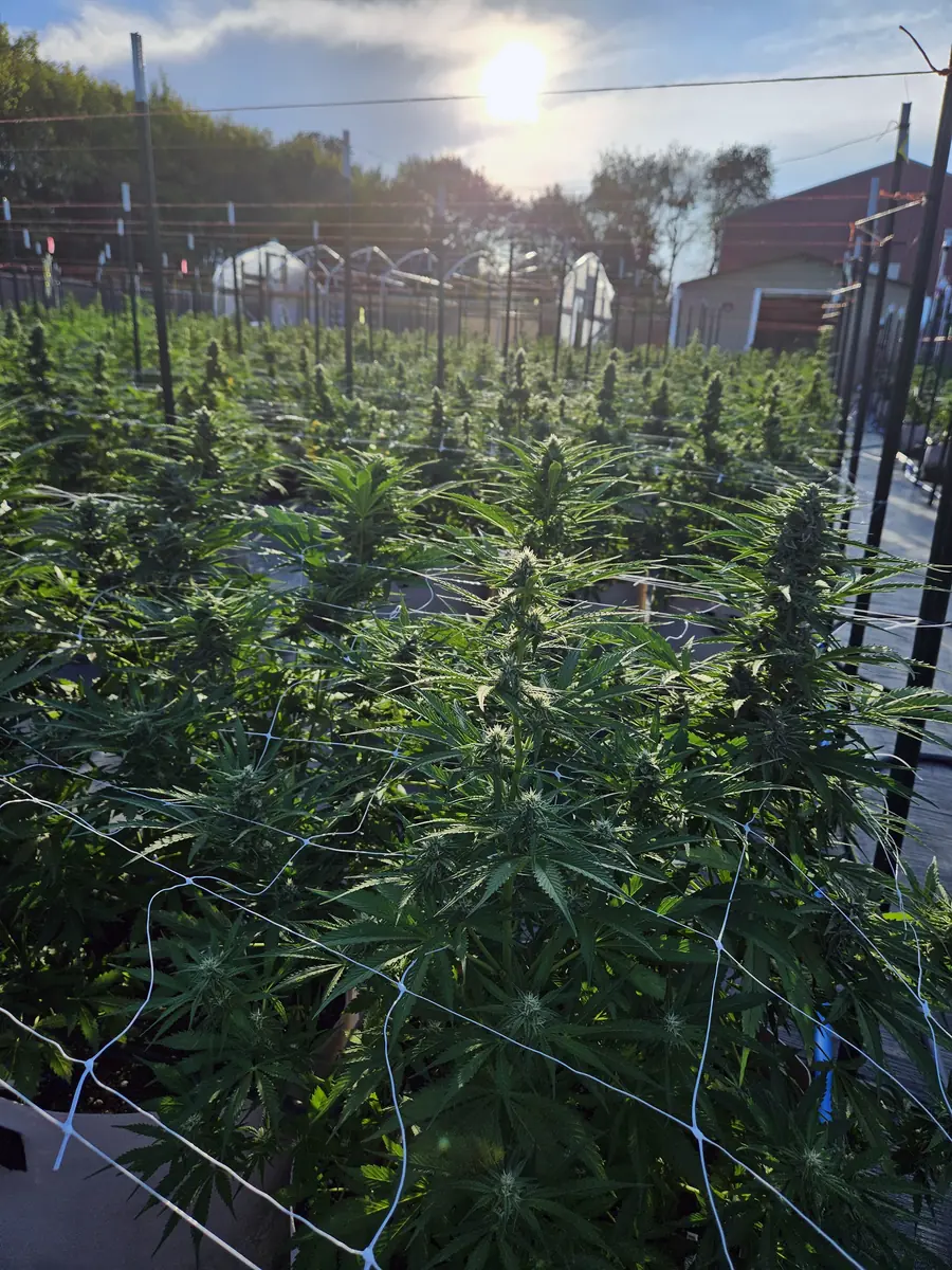 Golden evening sunlight streaming through cannabis plants at Fairwater Farm