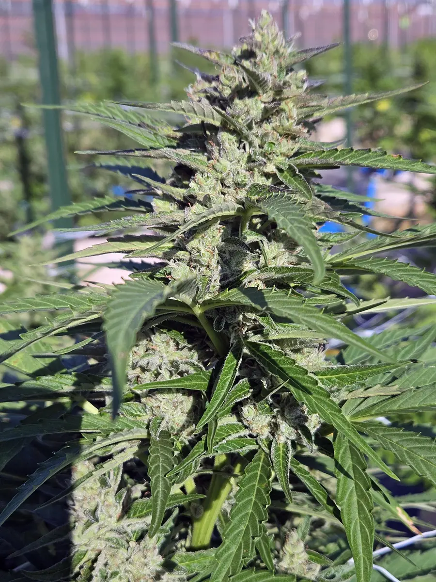Close-up of a mature cannabis flower cultivated at Fairwater Farm