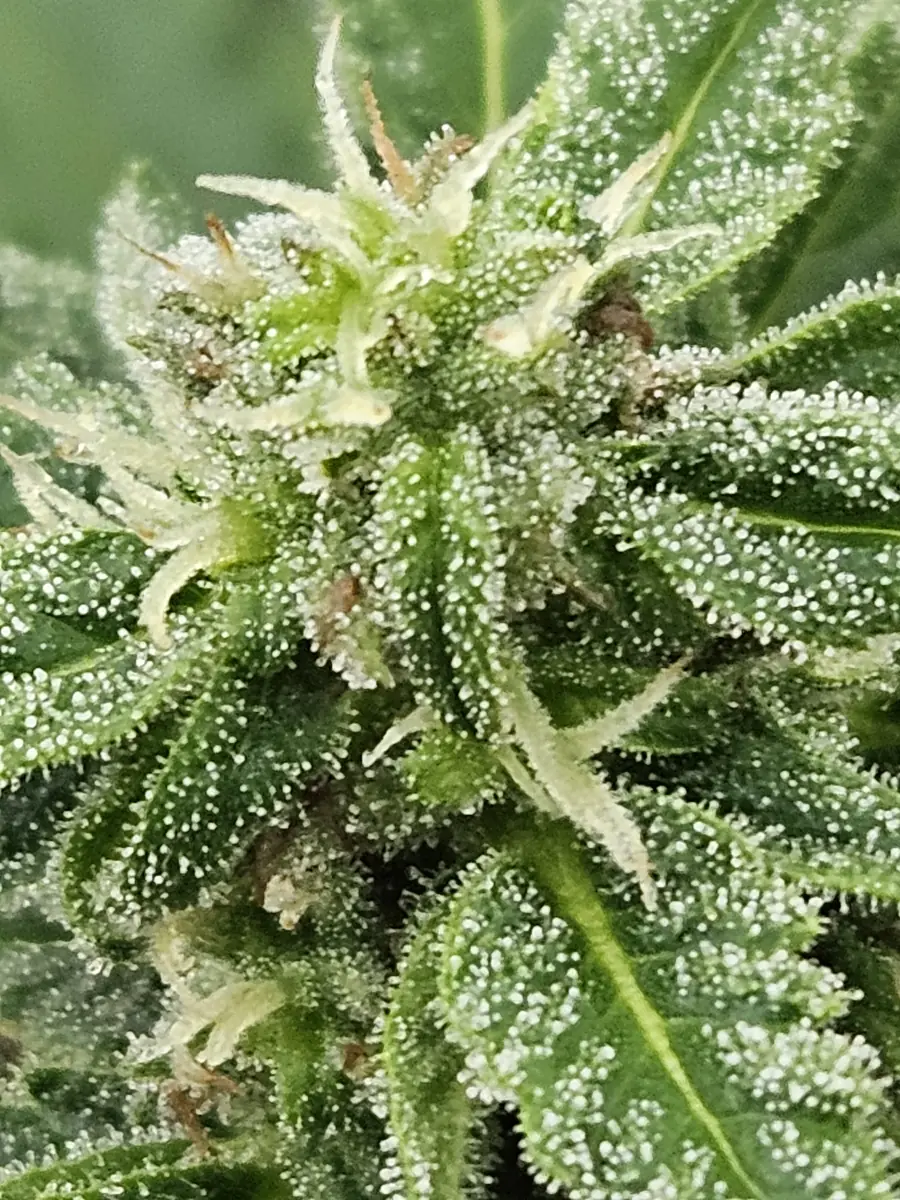 Macro photograph showing trichome detail on Fairwater Farm cannabis