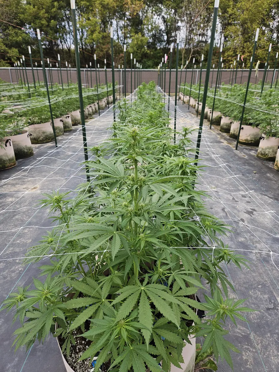 Rows of cannabis plants in vegetative stage growing in living soil at Fairwater Farm
